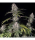 Amnesia Haze Barney's Farm - Σπόροι Κάνναβης