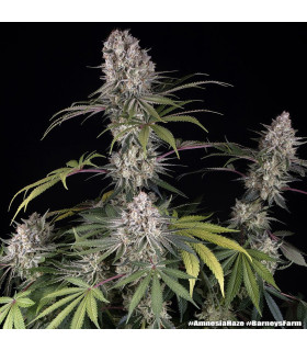 Amnesia Haze Barney's Farm - Σπόροι Κάνναβης