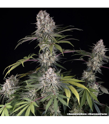 Amnesia Haze Barney's Farm - Σπόροι Κάνναβης