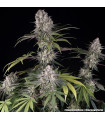 Amnesia Haze