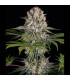 Amnesia Haze Barney's Farm - Σπόροι Κάνναβης