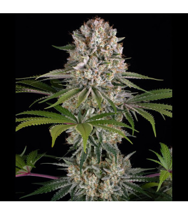 Amnesia Haze Barney's Farm - Σπόροι Κάνναβης
