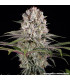 Amnesia Haze Barney's Farm - Σπόροι Κάνναβης