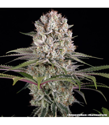 Amnesia Haze Barney's Farm - Σπόροι Κάνναβης