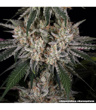 Amnesia Haze Barney's Farm - Σπόροι Κάνναβης