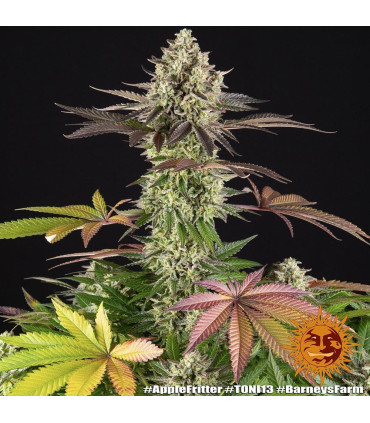 Apple Fritter Barney's Farm - Σπόροι Κάνναβης
