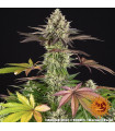 Apple Fritter
