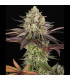 Apple Fritter Barney's Farm - Σπόροι Κάνναβης