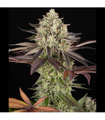 Apple Fritter Barney's Farm - Σπόροι Κάνναβης