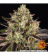 Apple Fritter Barney's Farm - Σπόροι Κάνναβης