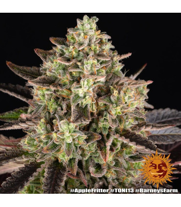 Apple Fritter Barney's Farm - Σπόροι Κάνναβης
