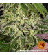 Apple Fritter Barney's Farm - Σπόροι Κάνναβης