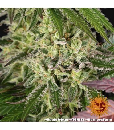 Apple Fritter Barney's Farm - Σπόροι Κάνναβης