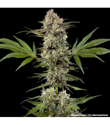 Banana Runtz F1 Barney's Farm - Σπόροι Κάνναβης