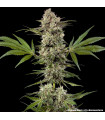 Banana Runtz F1