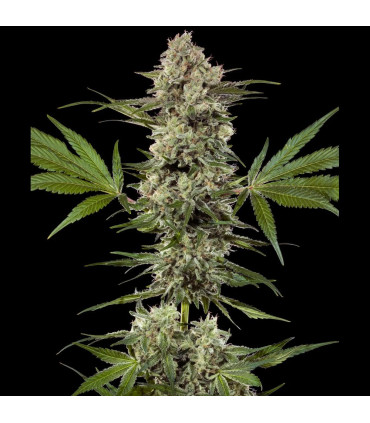 Banana Runtz F1 Barney's Farm - Σπόροι Κάνναβης