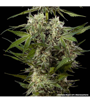Banana Runtz F1 Barney's Farm - Σπόροι Κάνναβης