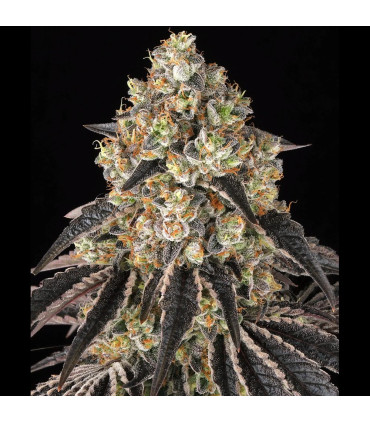 Black Cherry Gushers Barney's Farm - Σπόροι Κάνναβης