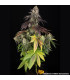 Blue Dream Barney's Farm - Σπόροι Κάνναβης