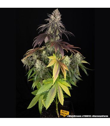 Blue Dream Barney's Farm - Σπόροι Κάνναβης