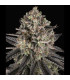 Blue Dream Barney's Farm - Σπόροι Κάνναβης