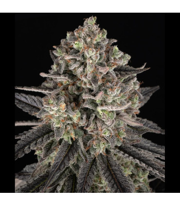 Blue Dream Barney's Farm - Σπόροι Κάνναβης