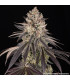 Blue Dream Barney's Farm - Σπόροι Κάνναβης