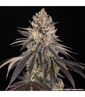 Blue Dream