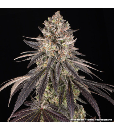Blue Dream Barney's Farm - Σπόροι Κάνναβης