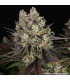 Blue Dream Barney's Farm - Σπόροι Κάνναβης