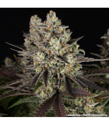 Blue Dream Barney's Farm - Σπόροι Κάνναβης