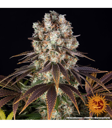 Bruce Banner Barney's Farm - Σπόροι Κάνναβης