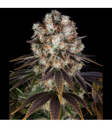 Bruce Banner Barney's Farm - Σπόροι Κάνναβης