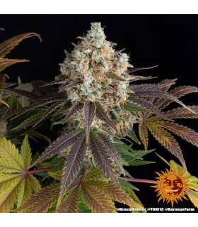 Bruce Banner