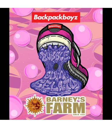 Bubblegum Gelato Barney's Farm - Σπόροι Κάνναβης