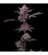 Cherry Poppers Barney's Farm - Σπόροι Κάνναβης