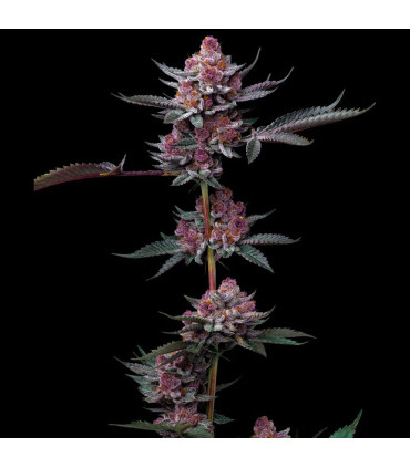 Cherry Poppers Barney's Farm - Σπόροι Κάνναβης