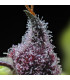 Cherry Poppers Barney's Farm - Σπόροι Κάνναβης