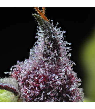 Cherry Poppers Barney's Farm - Σπόροι Κάνναβης