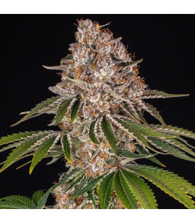 Cookie Casket Barney's Farm - Σπόροι Κάνναβης