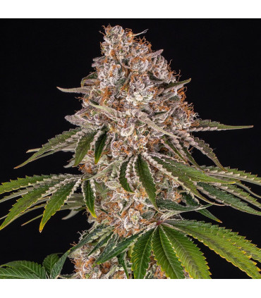 Cookie Casket Barney's Farm - Σπόροι Κάνναβης