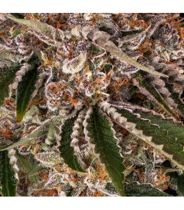 Cookie Casket Barney's Farm - Σπόροι Κάνναβης
