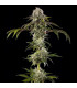 Durban Poison F1 Barney's Farm - Σπόροι Κάνναβης