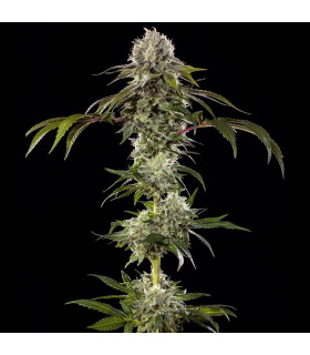 Durban Poison F1 Barney's Farm - Σπόροι Κάνναβης
