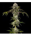 Durban Poison F1