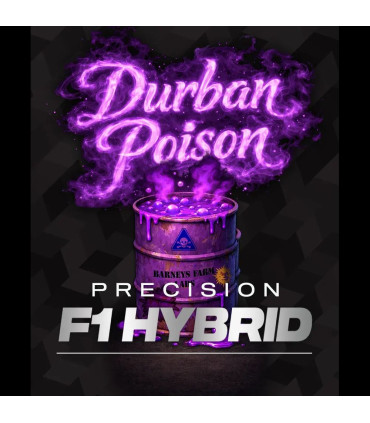 Durban Poison F1 Barney's Farm - Σπόροι Κάνναβης
