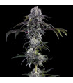 Durban Z F1