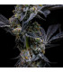 Garlic Cookies Barney's Farm - Σπόροι Κάνναβης