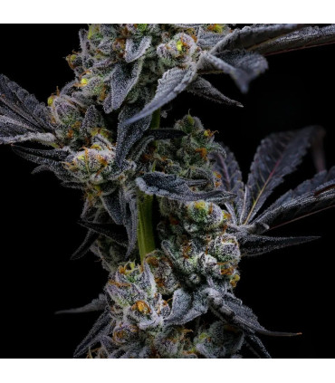 Garlic Cookies Barney's Farm - Σπόροι Κάνναβης