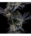 Garlic Cookies